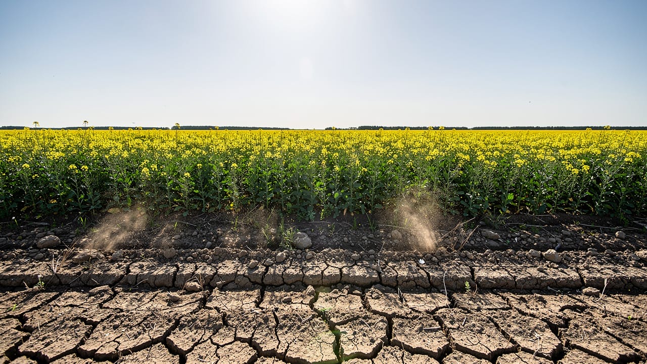 Drought-stressed and healthy canola contrast in Alberta field