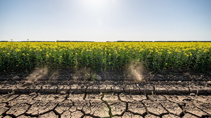 Drought-stressed and healthy canola contrast in Alberta field