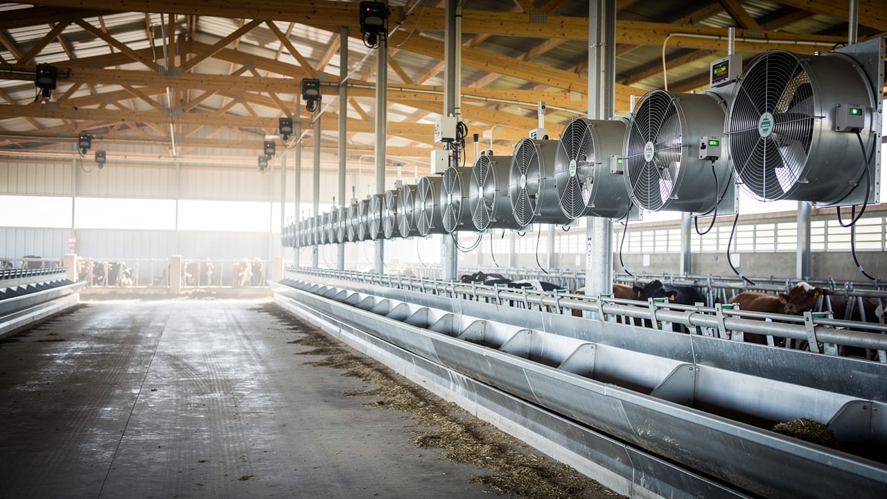 Automated ventilation and feeding systems inside a modern livestock barn