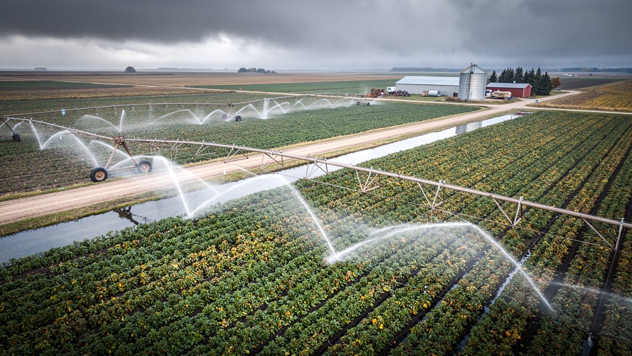 Overhead sprinkler irrigation protecting potato crops from frost