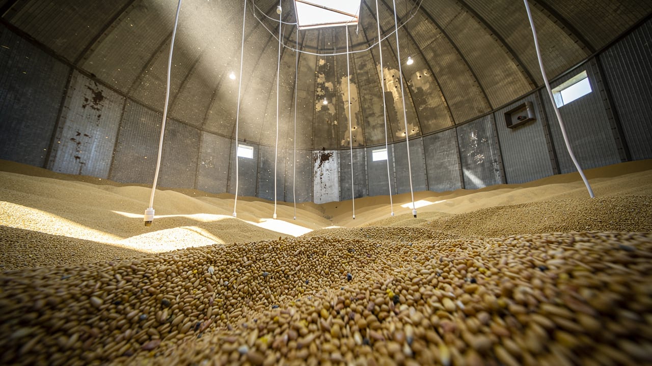 Sensor cables hanging inside a large grain storage bin